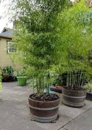 Bamboo garden decorating ideas design trends premium psd vector downloads. Bamboo Garden Ideas Backyards Bamboo Garden Backyard Garden Layout Small Backyard Gardens