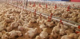 Check spelling or type a new query. Kapan Industri Ayam Dapat Berdaya Saing Poultry Indonesia