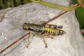 Image result for Landolphia incerta