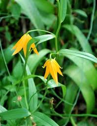 Image result for Littonia modesta