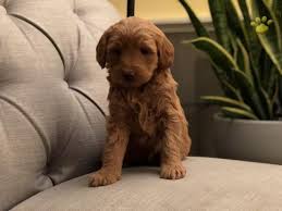 Jindo kai dog karelian bear dog keeshond kerry blue terrier kishu ken komondor kooikerhondje kuvasz labradoodle labrador retriever lagotto. Browny F1b Mini Labradoodle Puppy For Sale In East Earl Pa Happy Valentines Day Happyvalentinesday2016i