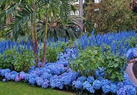 Hydrangea Mathilda Gutges Google Search Hydrangea Macrophylla Hydrangea Macrophylla