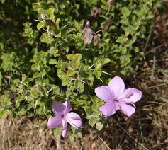 Image result for Barleria pseudosomalia