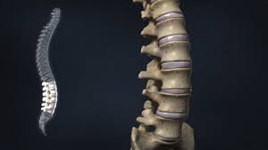 Your lower back contains 5 vertebral bones stacked above each other with intervertebral discs in between. Anatomy Library For Back Pain And Neck Pain Spinenevada Minimally Invasive Spine Institute