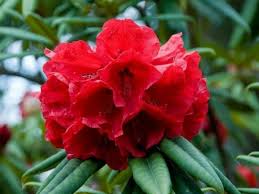 We did not find results for: Rhododendron Nepal Google Suche Red Flowers Flowers Flower Lover