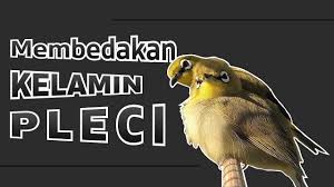 Burung ini tidak mempunyai warna bulu biru di semua bagian tubuhnya. Ciri Ciri Pleci Jantan Dan Betina Dengan Akurat Youtube
