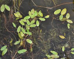 Image result for Potamogeton nodosus