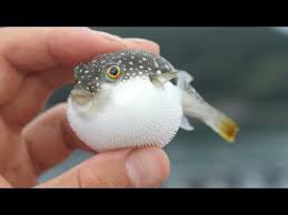 When Pufferfish Attack Youtube Puffer Fish Animals Fish
