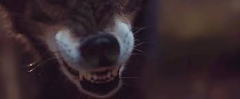 Don T Bite The Hand That Feeds You Gif Https Encrypted Tbn0 Gstatic Com Images Q Tbn 3aand9gcsvrpgysyvvijdla8htjbr14b7q0u2ka3xv4q Usqp Cau