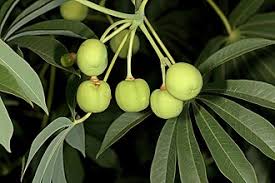 Image result for Manihot grahamii