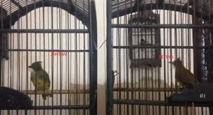 Burung ini memiliki daya tarik pada suaranya yang sangat indah, lantang dan menghibur sehingga burung ini acap kali diperlombakan di kontes burung. Jenis Burung Jenggot Mini Jenis Burung Jenggot Mini Mengenal Burung Yuhina Burung Yang Juga Disebut Dengan Jenis Penyebaran Burung Cucak Jenggot Ini Meliputi Gunung Pojok Tiga Diantara Perbatasan Antara