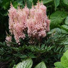 Look At Me Astilbe Astilbe Shade Plants Landscaping With Rocks