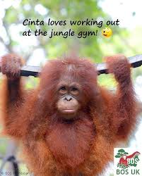 Or Does She Can You Find Her Feet Orangutan Rescue Borneo Notapet Criticallyendangered Bosfoundation Justforfun Bos Uk Orangutan Cute Animals Animals