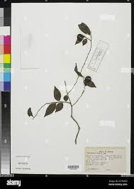 Image result for Carpolobia alba