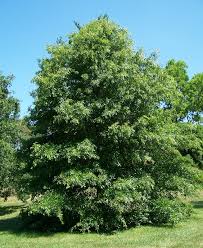 Quercus Palustris Wikipedia