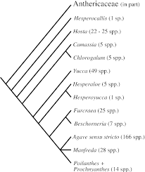 Image result for Agavaceae