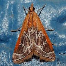 Image result for Pyrausta nigrata