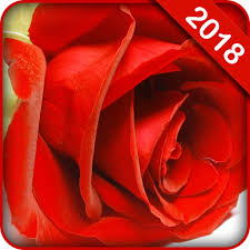 Out of all the questions that we receive from our readers and viewers here at gadget hacks, the most frequently asked one is what wallpaper is that?. Amazon Com Flowers Wallpaper Free Appstore For Android