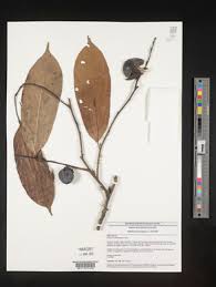 Image result for Diospyros batocana