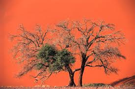 Image result for Acacia erioloba