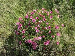 Image result for Siphonochilus parvus