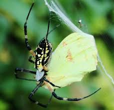 The spiders of texas houston chronicle. The Yellow Garden Spider Argiope Aurantia Owlcation