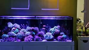 1,015 likes · 6 talking about this · 10 were here. My Favourite Reef Aquascape I Want One Youtube
