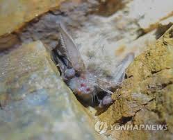 캐나다 에서 정상적으로 발견되는 가장 큰 박쥐이다. ë©¸ì¢…ìœ„ê¸° í† ë¼ë°•ì¥ ê°€ì•¼ì‚°êµ­ë¦½ê³µì› ì„œì‹ í™•ì¸ ë„¤ì´íŠ¸ë‰´ìŠ¤