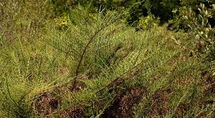 Image result for Halosarcia