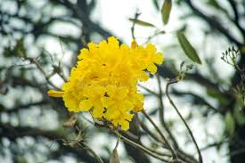 Image result for Handroanthus chrysotrichus