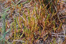 Image result for Rotala capensis