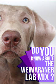 Most labrador retrievers are athletic; Weimaraner Lab Mix Your Complete Guide To The Labmaraner