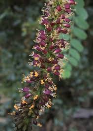 Image result for Indigofera fulvopilosa