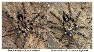 Image result for Centema subfusca