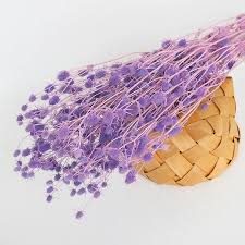 Valentine Fruit Preserved Eryngium Foetidum Preserved Sea Holly for  Decoration