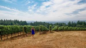 If you're making the trip in a car, stay at the lovely vintages trailer resort while you explore the willamette valley. Oregon Wine Country Guide 8 Wineries To Visit In The Willamette Valley