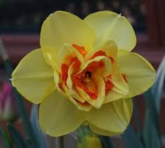 December Birth Month Flower Narcissus Birth Month Flowers Narcissus Flower December Flower Tattoo
