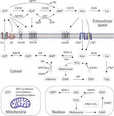 Image result for Adenosine