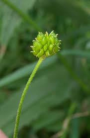 Image result for Ranunculus acris
