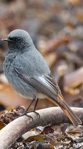 Bird With Orange Head And Black And White Striped Body 