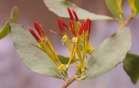 Image result for Englerina woodfordioides