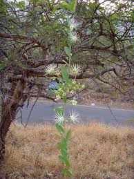 Image result for Maerua