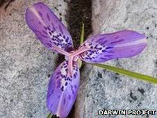 Image result for Helixanthera schizocalyx