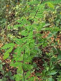 Image result for Dalbergia acutifoliolata
