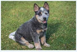 All are strong and healthy with good markings. Blue Heeler Puppies For Sale Dog Breed