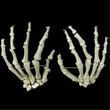 This one i had to do for art class.so yeah it was forced on me. Life Size Bucky Skeleton Hands Pair Bones Prop Building Pair Set Halloween Human