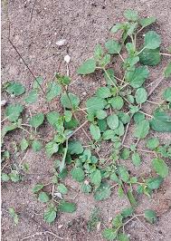 Image result for Boerhavia diffusa