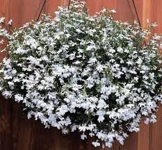 Image result for foto Lobelka