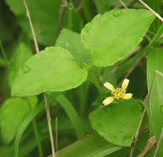 Image result for Calyptocarpus vialis