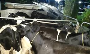 Banjir di kelantan kenderaan tidak boleh melalui. Malaysiakini Penyeludup Lari Tinggalkan Lembu Dan Lori